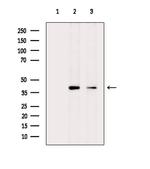 SLC8B1 Polyclonal Antibody