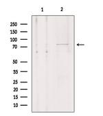 OATP1 Polyclonal Antibody