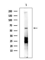 SNX4 Antibody in Western Blot (WB)