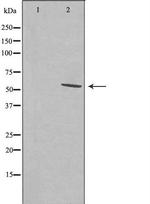 SRSF11 Antibody in Western Blot (WB)