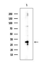 SRSF7 Antibody in Western Blot (WB)