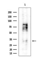 SRSF7 Antibody in Western Blot (WB)