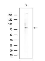 ZNF280C Antibody in Western Blot (WB)