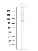 ZNF280C Antibody in Western Blot (WB)