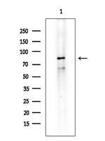 ZNF280C Polyclonal Antibody
