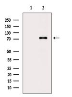UBASH3A Polyclonal Antibody