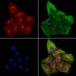 SYT16 Polyclonal Antibody