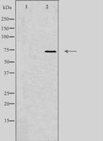 SYT16 Antibody in Western Blot (WB)