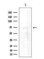 SYTL4 Antibody in Western Blot (WB)