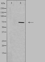 CD6 Polyclonal Antibody