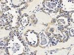 TSSK4 Antibody in Immunohistochemistry (Paraffin) (IHC (P))