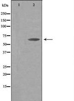 THAP4 Polyclonal Antibody