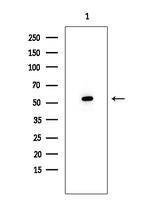 TIGD3 Polyclonal Antibody