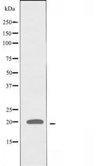 TCEAL1 Antibody in Western Blot (WB)