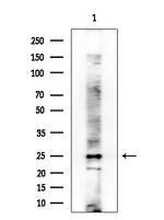TCEAL1 Polyclonal Antibody