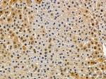 TCEAL6 Polyclonal Antibody