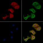 MTERF Antibody in Immunocytochemistry (ICC/IF)