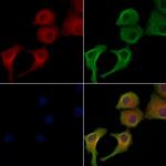 TMBIM1 Polyclonal Antibody