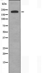 PEAK1 Antibody in Western Blot (WB)