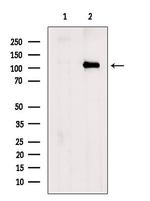 USP15 Polyclonal Antibody
