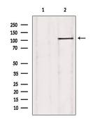 USP38 Polyclonal Antibody