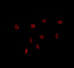 USP43 Polyclonal Antibody