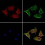 SFT2D2 Polyclonal Antibody