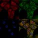 NSF Polyclonal Antibody