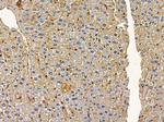 NSF Antibody in Immunohistochemistry (Paraffin) (IHC (P))
