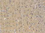 NSF Antibody in Immunohistochemistry (Paraffin) (IHC (P))