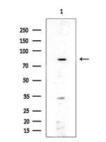 NSF Antibody in Western Blot (WB)