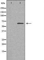 SLC30A9 Polyclonal Antibody