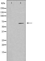 EME1 Polyclonal Antibody
