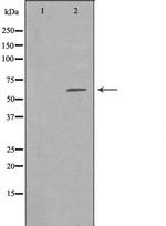 MNT Antibody in Western Blot (WB)