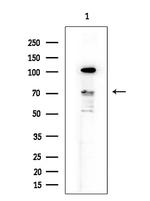 MNT Antibody in Western Blot (WB)