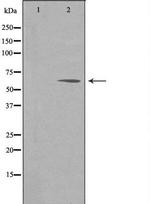 NPAS1 Antibody in Western Blot (WB)