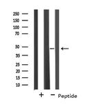 BRE Antibody in Western Blot (WB)