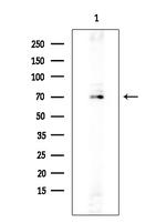 SLC30A9 Antibody in Western Blot (WB)