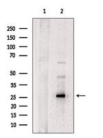 FGF13 Polyclonal Antibody