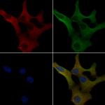 FGFBP2 Antibody in Immunocytochemistry (ICC/IF)