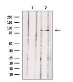 MX2 Antibody in Western Blot (WB)