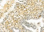TAIP2 Antibody in Immunohistochemistry (Paraffin) (IHC (P))