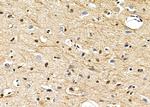 TAIP2 Antibody in Immunohistochemistry (Paraffin) (IHC (P))
