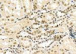 TAIP2 Antibody in Immunohistochemistry (Paraffin) (IHC (P))