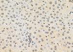 TAIP2 Antibody in Immunohistochemistry (Paraffin) (IHC (P))