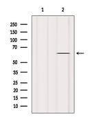 TAIP2 Antibody in Western Blot (WB)