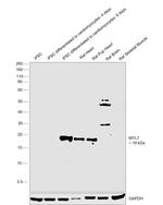 MYL7 Antibody in Western Blot (WB)