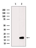 MYL7 Antibody in Western Blot (WB)