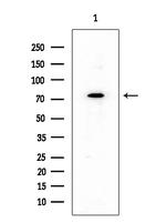 NFE2L3 Polyclonal Antibody