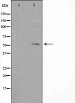 CYP8B1 Polyclonal Antibody